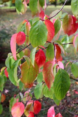 Cornus nuttalii - dřín nuttallův - listy podzim